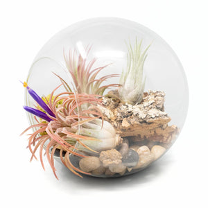 Large Hand-Blown Glass Terrarium with 3 Tillandsia Ionantha Air Plants