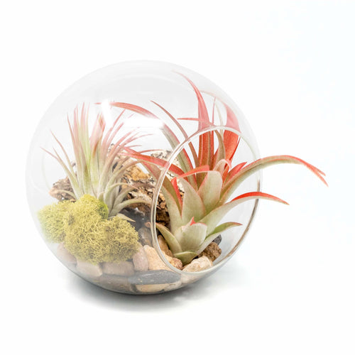 Large Hand-Blown Glass Terrarium with Tillandsia Red Abdita & Ionantha Guatemala