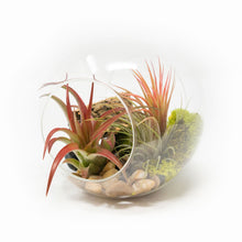 Load image into Gallery viewer, Large Hand-Blown Glass Terrarium with Tillandsia Red Abdita &amp; Ionantha Guatemala