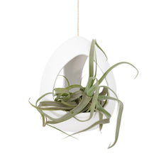 Load image into Gallery viewer, Large White Ceramic Hanging Pod with Two Assorted Tillandsia Plants