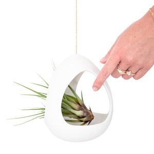 Large White Ceramic Hanging Pod with Two Assorted Tillandsia Plants