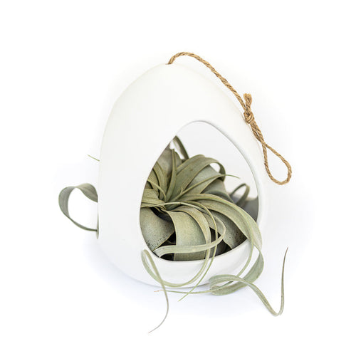 Large White Ceramic Hanging Pod with Tillandsia Xerographica