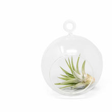 Load image into Gallery viewer, Hanging Globe Terrarium with Flat Bottom