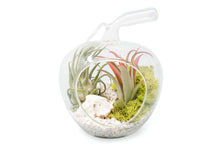 Load image into Gallery viewer, Apple Terrarium with Pebble Kit and Tillandsia Air Plants