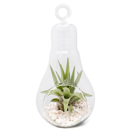 Hanging Light Bulb Terrarium with Crushed White Stones and Tillandsia Air Plant