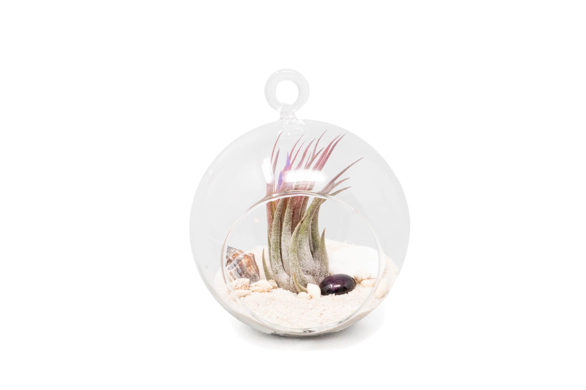air plant terrarium globe Beach Terrarium in Flat Bottom Globe with White Sand and Tillandsia Io – essentially ree