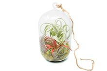 Load image into Gallery viewer, Capsule Terrarium with Moss and Tillandsia Air Plants