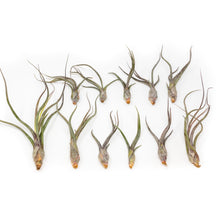 Load image into Gallery viewer, Large Tillandsia Baileyi Air Plants / 6-9 Inch Plants