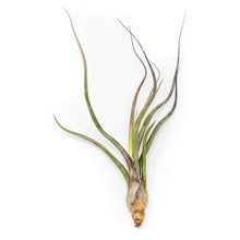 Load image into Gallery viewer, Large Tillandsia Baileyi Air Plants / 6-9 Inch Plants