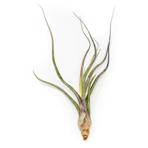 Large Tillandsia Baileyi Air Plants / 6-9 Inch Plants