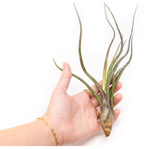 baileyi air plant Large Tillandsia Baileyi Air Plants / 6-9 Inch Plants – essentially ree