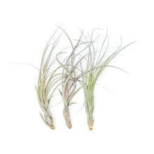 Load image into Gallery viewer, Large Tillandsia Balbisiana Air Plants