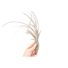 Load image into Gallery viewer, Large Tillandsia Balbisiana Air Plants