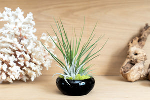 Fully Assembled Tillandsia Air Plant Dish Garden in Black Glazed Container