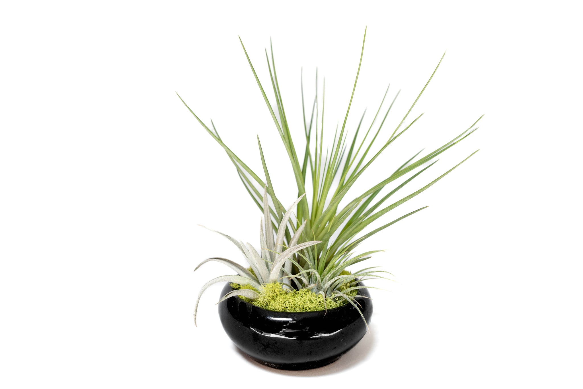 air plant dish Fully Assembled Tillandsia Air Plant Dish Garden in Black Glazed Conta – essentially ree