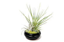 Load image into Gallery viewer, Fully Assembled Tillandsia Air Plant Dish Garden in Black Glazed Container