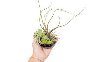 Fully Assembled Tillandsia Air Plant Dish Garden in Black Glazed Container