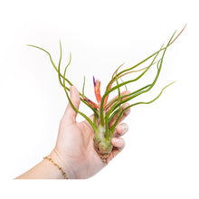 Load image into Gallery viewer, Large Tillandsia Air Plant Variety Pack - 5 Big Plants