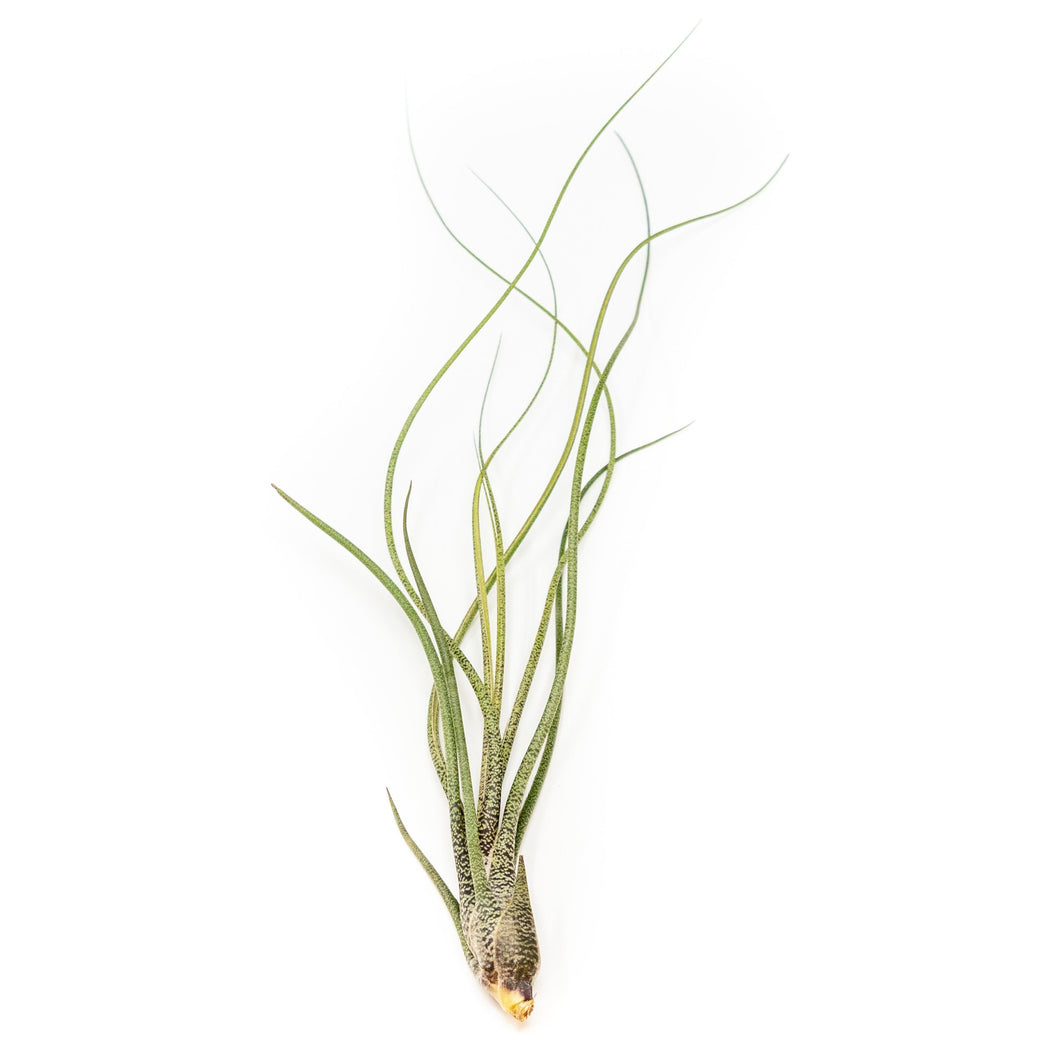 Large Tillandsia Butzii Air Plants / 6-9 Inch Plants