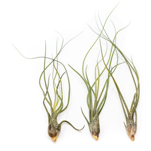 Large Tillandsia Butzii Air Plants / 6-9 Inch Plants