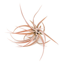 Load image into Gallery viewer, Large Tillandsia Capitata Peach Air Plants / 4-6 Inch Plants