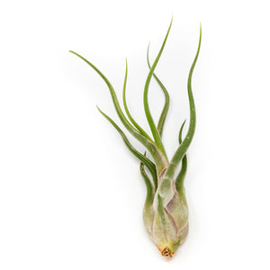 Large Tillandsia Caput Medusae Air Plants / 6-8 Inch Plants