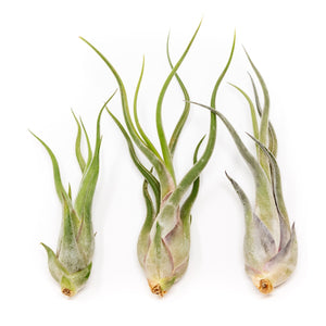 Large Tillandsia Caput Medusae Air Plants / 6-8 Inch Plants