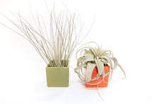 Load image into Gallery viewer, Air Plant Supply Co. Brand Colors Set - Two Ceramic Cube Containers with Tillandsia Xerographica Mini and Juncea