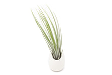 Load image into Gallery viewer, Gift Wrapped Large Ivory Ceramic Vase With Assorted Tillandsia Air Plant