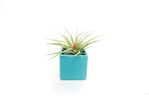 Ceramic Cube Container - Choose Your Custom Color and Tillandsia Air Plant