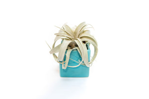 Ceramic Cube Container - Choose Your Custom Color and Tillandsia Air Plant