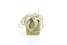 Load image into Gallery viewer, Avocado Green Ceramic Cube Container with Custom Tillandsia Air Plant