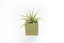 Load image into Gallery viewer, Avocado Green Ceramic Cube Container with Custom Tillandsia Air Plant