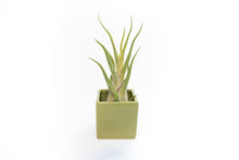 Load image into Gallery viewer, Ceramic Cube Container - Choose Your Custom Color and Tillandsia Air Plant