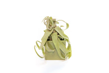 Load image into Gallery viewer, Avocado Green Ceramic Cube Container with Assorted Large Tillandsia Air Plant
