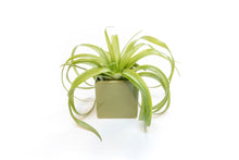 Load image into Gallery viewer, Avocado Green Ceramic Cube Container with Assorted Large Tillandsia Air Plant