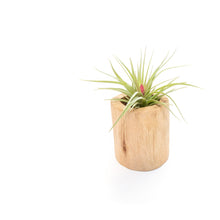 Load image into Gallery viewer, Large Driftwood Container - Choose Your Custom Tillandsia Air Plant