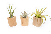 Load image into Gallery viewer, Driftwood Tillandsia Air Plant or Succulent Container