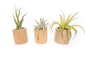 Driftwood Tillandsia Air Plant or Succulent Container