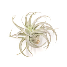 Load image into Gallery viewer, Large Tillandsia Air Plant Variety Pack - 5 Big Plants