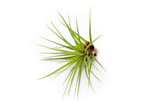 Load image into Gallery viewer, Large Tillandsia Melanocrater Tricolor Air Plants