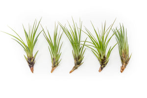 Large Tillandsia Melanocrater Tricolor Air Plants