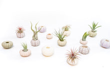 Load image into Gallery viewer, Green Urchins with Tillandsia Air Plants - Set of 3, 6 or 9