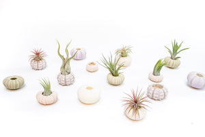 Green Urchins with Tillandsia Air Plants - Set of 3, 6 or 9