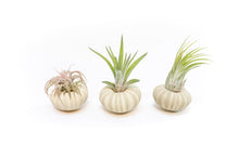 Load image into Gallery viewer, Green Urchins with Tillandsia Air Plants - Set of 3, 6 or 9