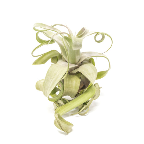 Jumbo Tillandsia Streptophylla Air Plants - Limited Quantities