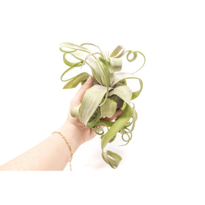 Jumbo Tillandsia Streptophylla Air Plants - Limited Quantities