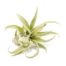 Load image into Gallery viewer, Jumbo Tillandsia Streptophylla Air Plants - Limited Quantities