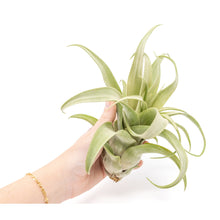 Load image into Gallery viewer, Jumbo Tillandsia Streptophylla Air Plants - Limited Quantities