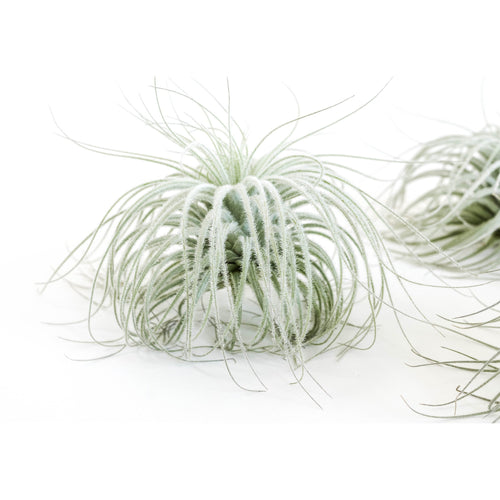 Jumbo Tillandsia Tectorum Ecuador Air Plants